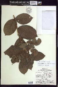 Alicia macrodisca image