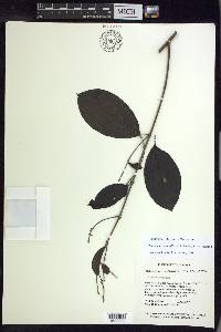 Alicia macrodisca image