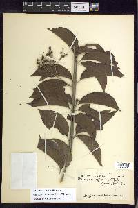 Alicia macrodisca image