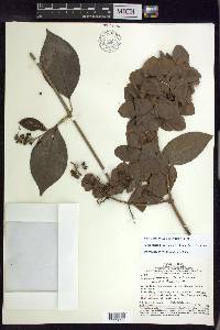 Alicia macrodisca image