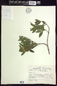 Callaeum septentrionale image