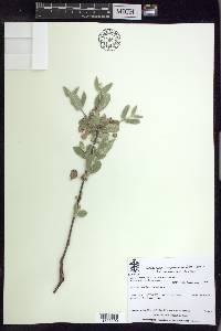 Calcicola parvifolia image