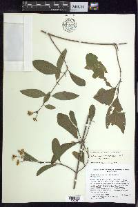 Callaeum macropterum image