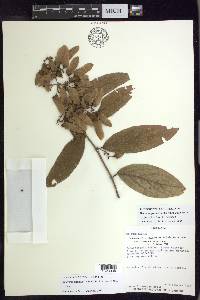 Bronwenia cornifolia image