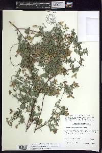 Cottsia californica image
