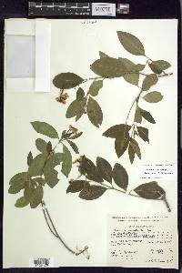 Callaeum septentrionale image