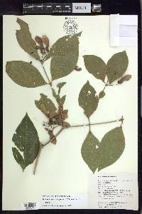 Bronwenia cornifolia image