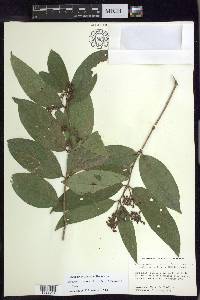 Bronwenia cornifolia image