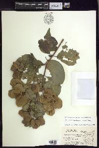 Callaeum malpighioides image