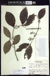 Bronwenia cornifolia image