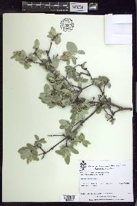 Calcicola parvifolia image