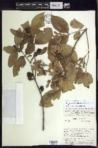 Bronwenia cornifolia image