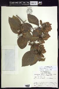 Bronwenia cornifolia image