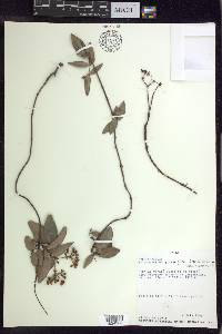 Stigmaphyllon diversifolium image