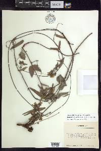 Stigmaphyllon diversifolium image