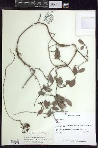 Stigmaphyllon diversifolium image