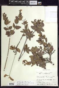 Stigmaphyllon diversifolium image