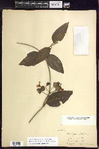 Stigmaphyllon bannisterioides image
