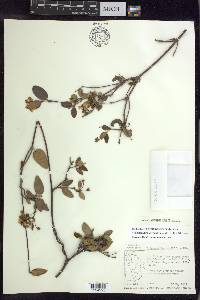 Stigmaphyllon diversifolium image