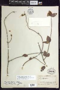 Stigmaphyllon diversifolium image