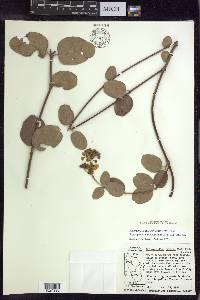 Stigmaphyllon diversifolium image