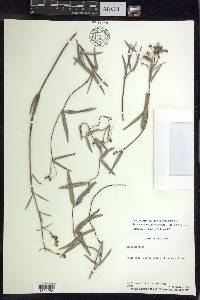 Stigmaphyllon diversifolium image