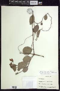 Stigmaphyllon diversifolium image