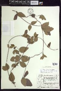 Stigmaphyllon diversifolium image