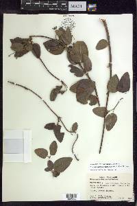 Stigmaphyllon diversifolium image