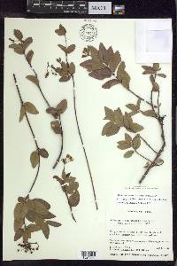 Stigmaphyllon diversifolium image