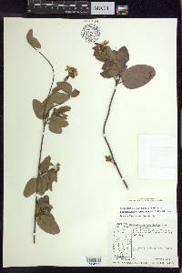 Stigmaphyllon diversifolium image