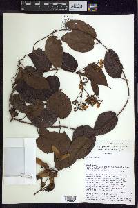 Stigmaphyllon convolvulifolium image