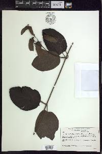 Stigmaphyllon blanchetii image