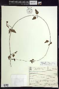 Stigmaphyllon auriculatum image