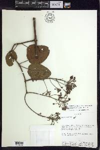 Stigmaphyllon bogotense image