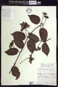 Stigmaphyllon blanchetii image