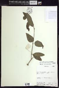 Stigmaphyllon bannisterioides image