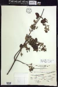 Stigmaphyllon bogotense image