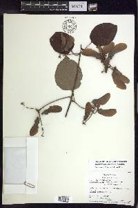 Stigmaphyllon argenteum image