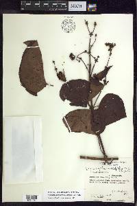 Stigmaphyllon convolvulifolium image