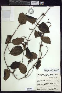 Stigmaphyllon blanchetii image