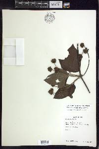 Stigmaphyllon argenteum image