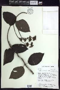 Stigmaphyllon blanchetii image