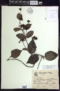 Stigmaphyllon blanchetii image