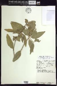 Stigmaphyllon bannisterioides image