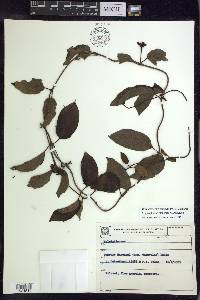 Stigmaphyllon blanchetii image