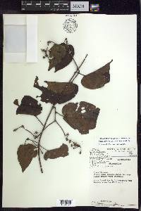 Stigmaphyllon convolvulifolium image