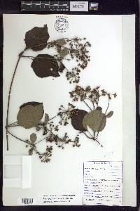 Stigmaphyllon acuminatum image