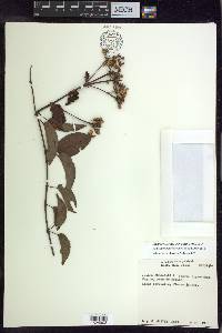 Stigmaphyllon convolvulifolium image