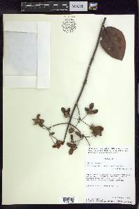 Peixotoa reticulata image